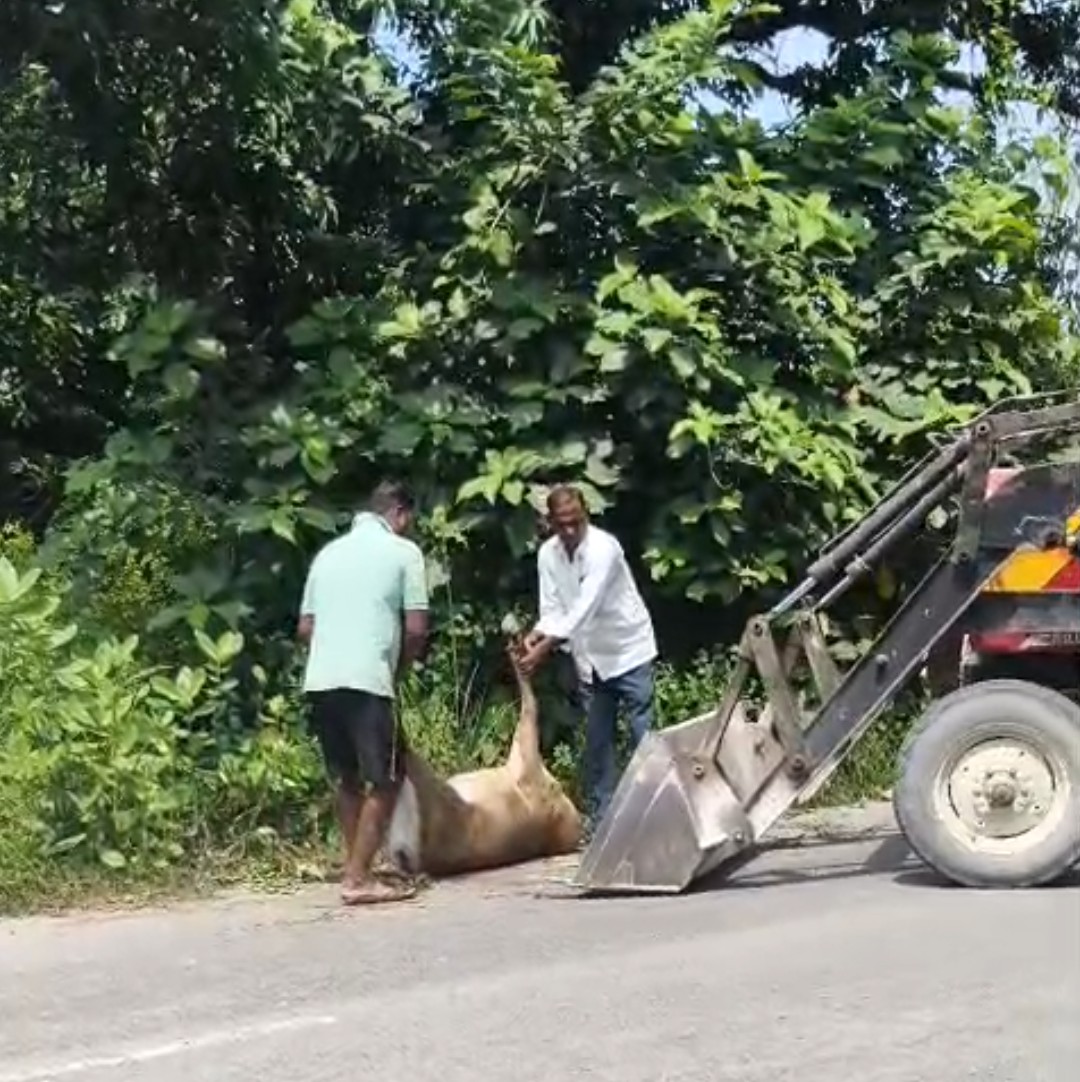 प्रतापगढ़ आसपुर देवसरा क्षेत्र के आमापुर बाजार में मृत…