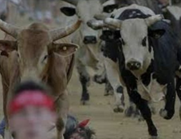 सुरिस गांव में सांड के आतंक से ग्रामीण भयभीत