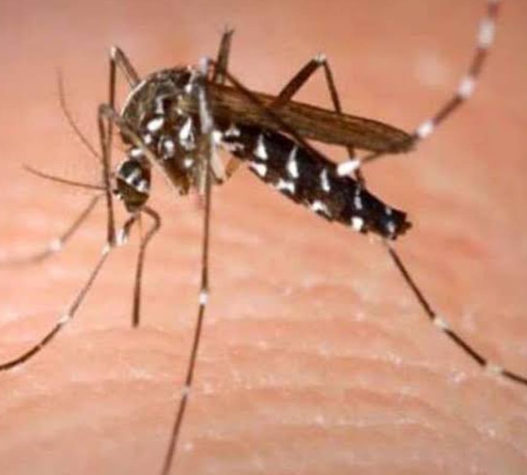 जौनपुर में डेंगू के दो नए मरीज, संख्या पहुँची 41