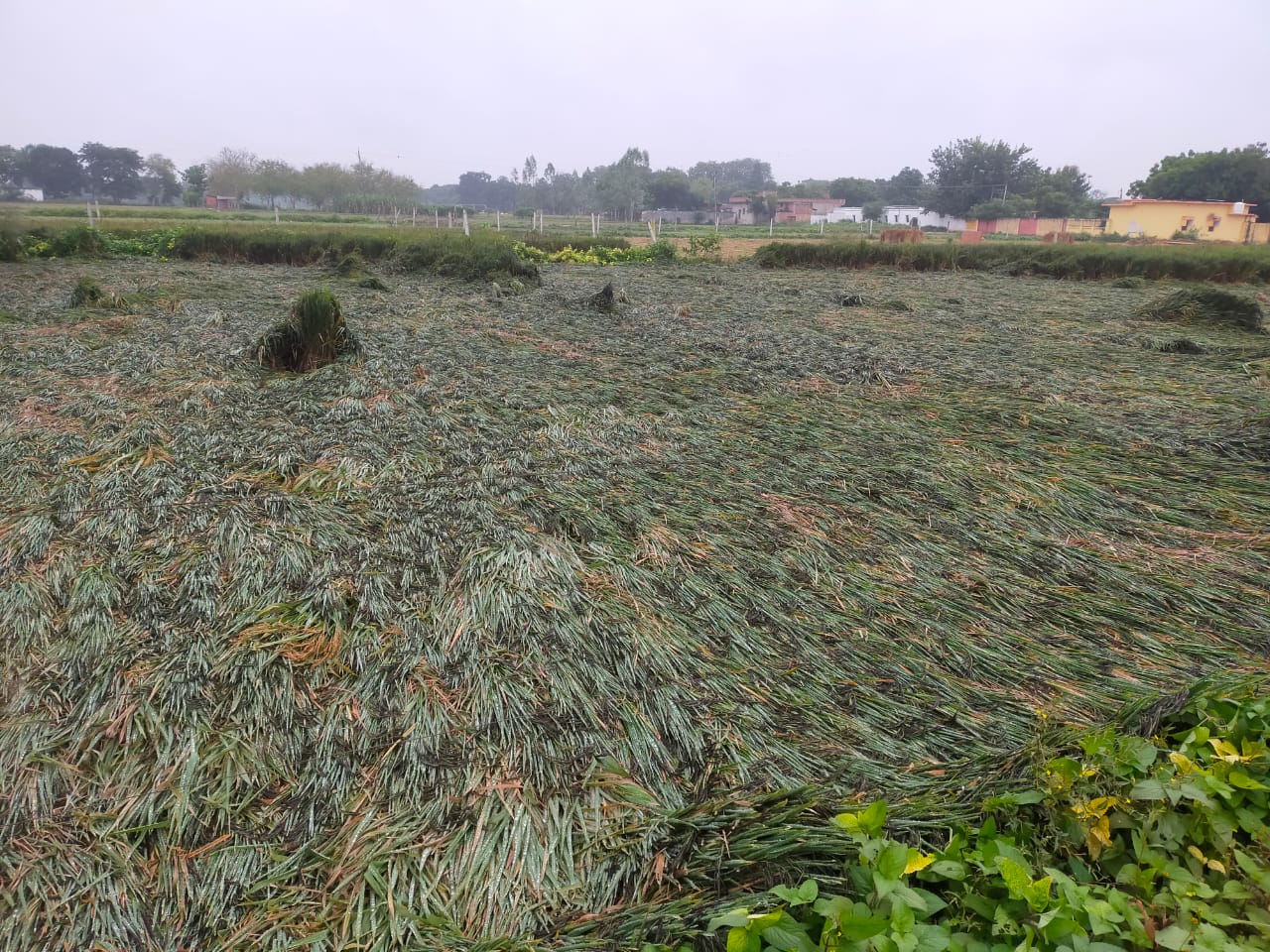 असामयिक वर्षा से किसानों में छाई मायूसी, धान-आलू-चना-मटर की फसलों को भारी नुकसान