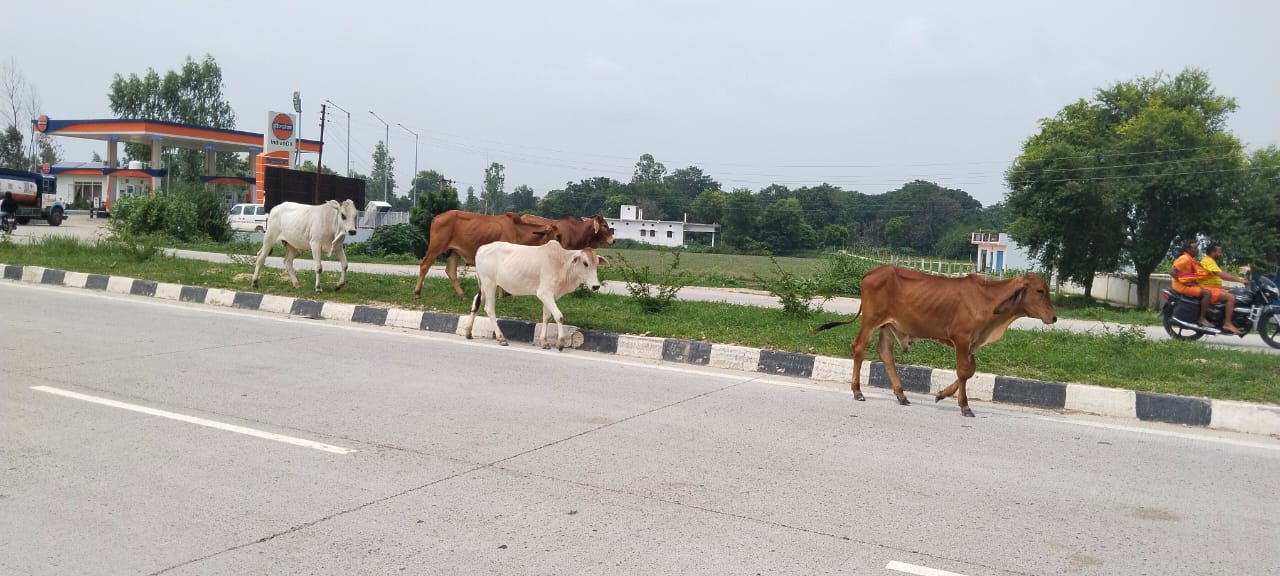 प्रतापगढ़ नगर पंचायत ढकवा गौशाला हैंडोवर होने से पहले ही लीपा पोती चालू