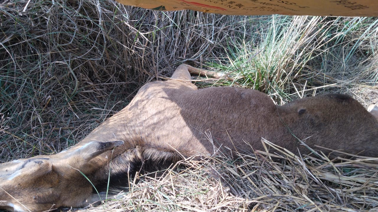 प्रतापगढ़ नगर पंचायत ढकवा एन एच 731 पर दुर्घटनाग्रस्त हुई गर्भवती नीलगाय कर रही जिंदगी मौत से संघर्ष