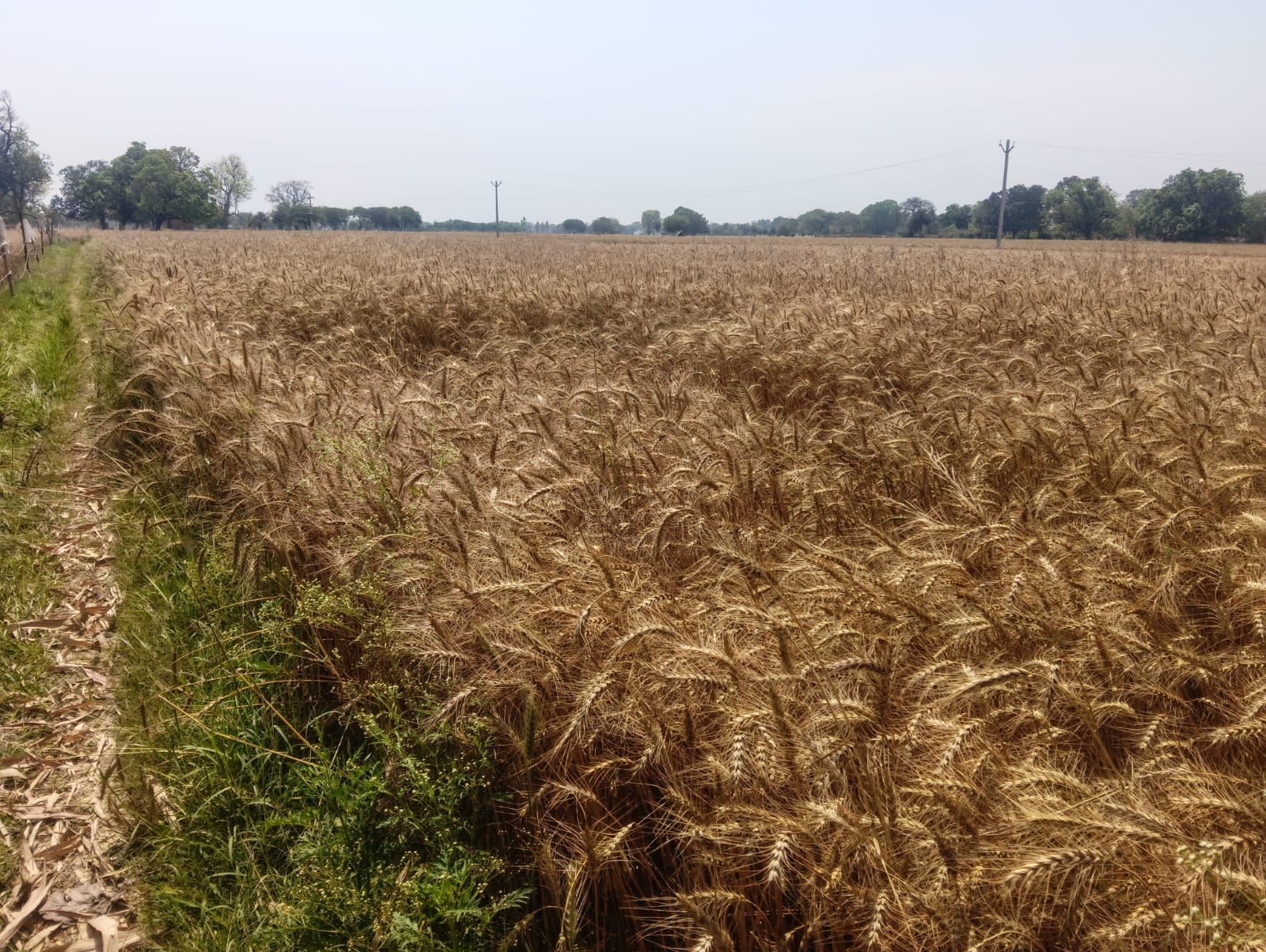 गरज-चमक व तेज हवाओं के साथ बारिश, कहीं-कहीं गिरे ओले; किसानों की बढ़ी चिंता